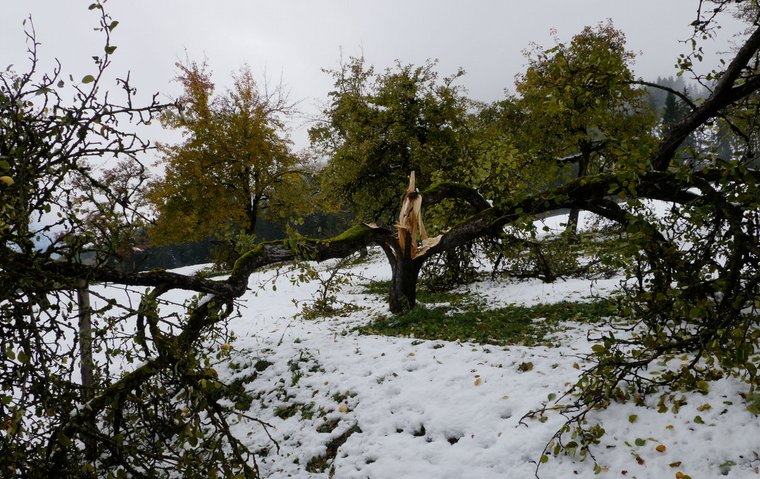 Schwere Schäden durch Schnee bei den Obstbäumen